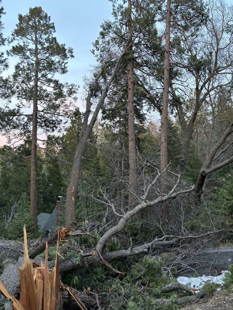 Reliable yard cleanup service for beautiful yards in Running Springs, CA by The Rose-Way