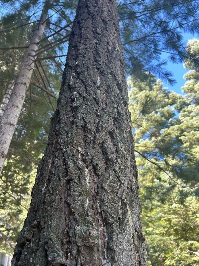 Affordable yard maintenance for homes in Running Springs, CA by The Rose-Way