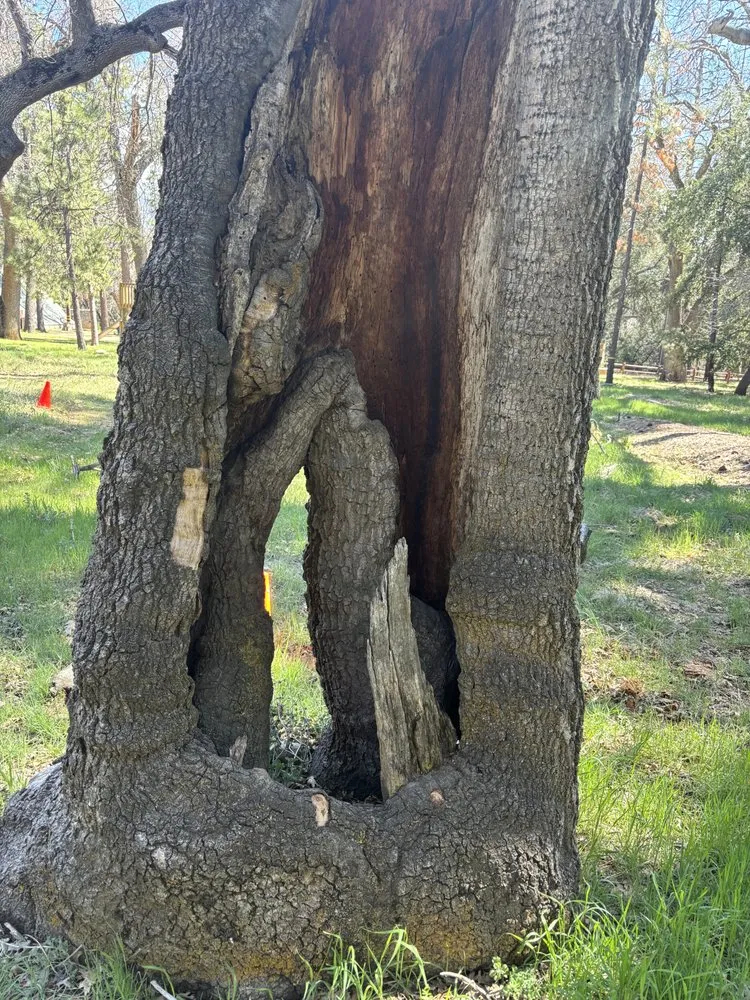 Expert landscaping services in Running Springs, CA by The Rose-Way