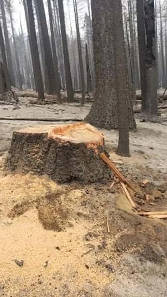 Professional landscape installation in Running Springs, CA by The Rose-Way