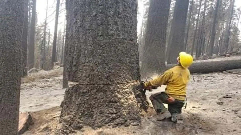 Custom landscape installation for year-round maintenance in Running Springs, CA by The Rose-Way