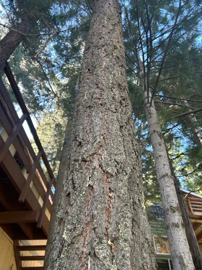 Affordable landscape installation near you in Running Springs, CA by The Rose-Way