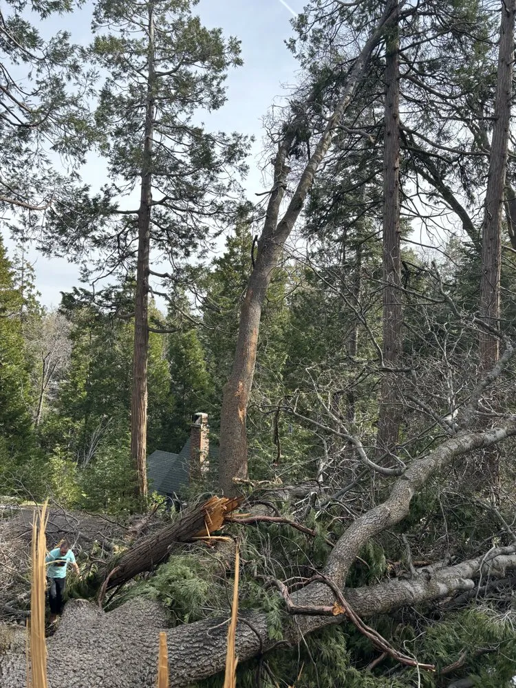 Affordable yard cleanup service for beautiful yards in Running Springs, CA by The Rose-Way