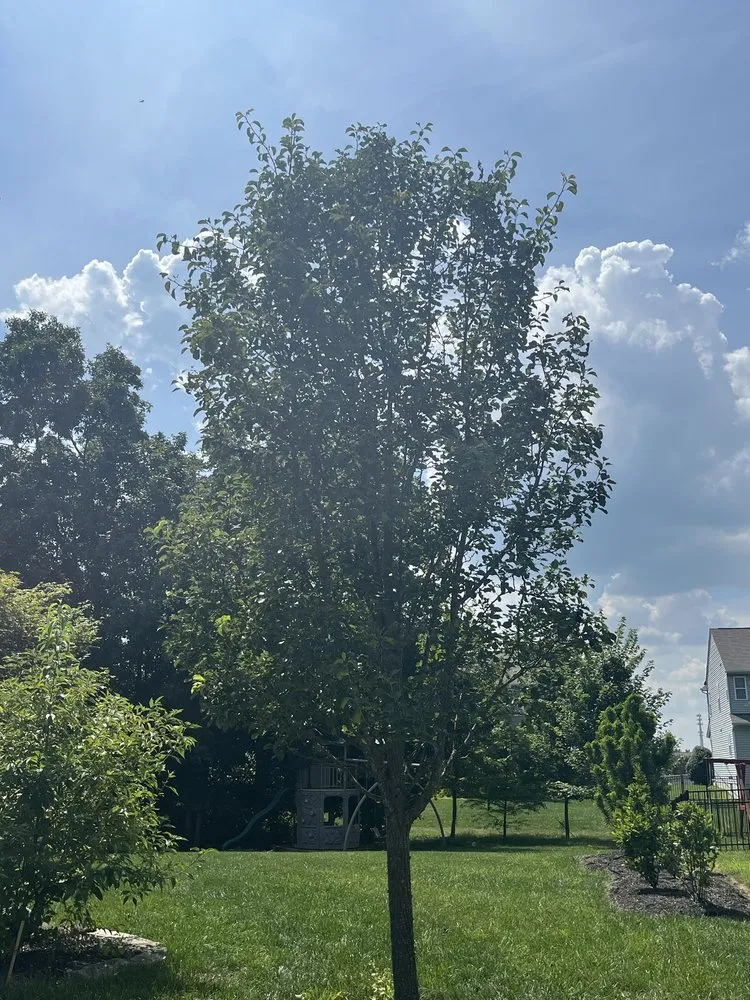 Expert yard maintenance in Maineville, OH - The Sculpted Tree