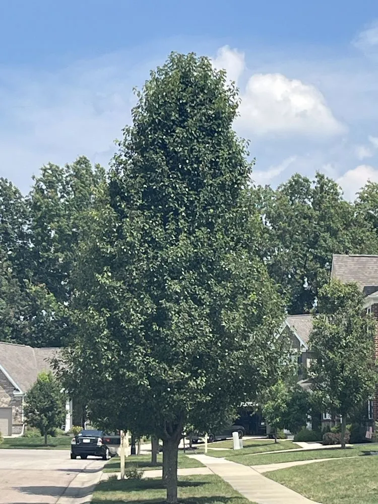 Professional lawn mowing service experts serving Maineville, OH - The Sculpted Tree