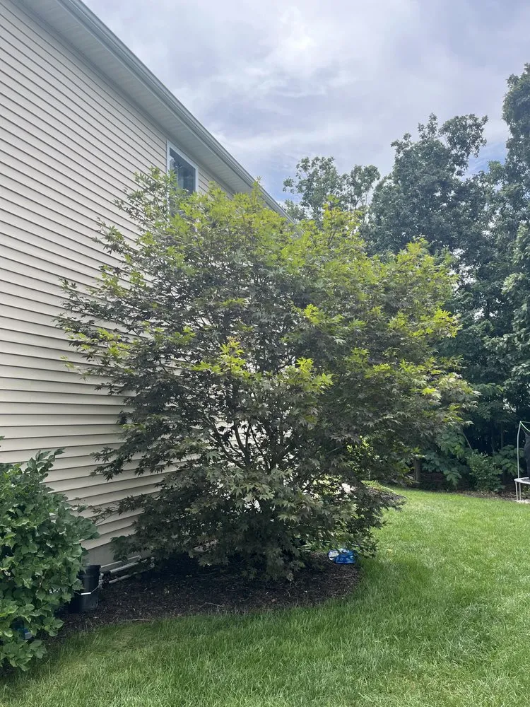 Affordable yard cleanup service experts serving Maineville, OH - The Sculpted Tree