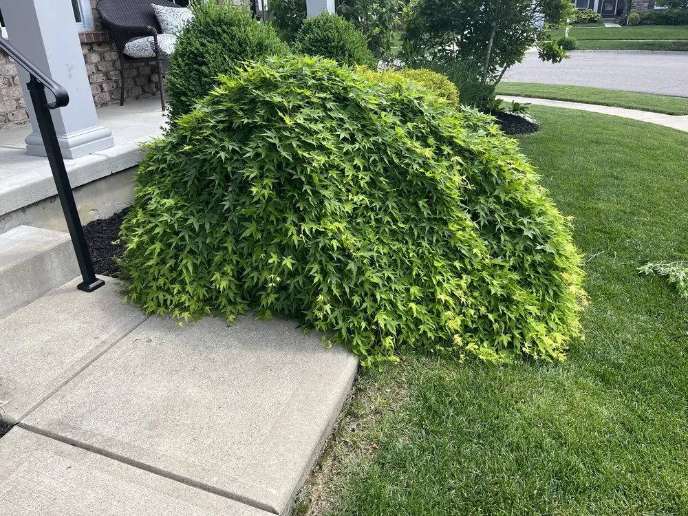 Expert landscape installation in Maineville, OH - The Sculpted Tree