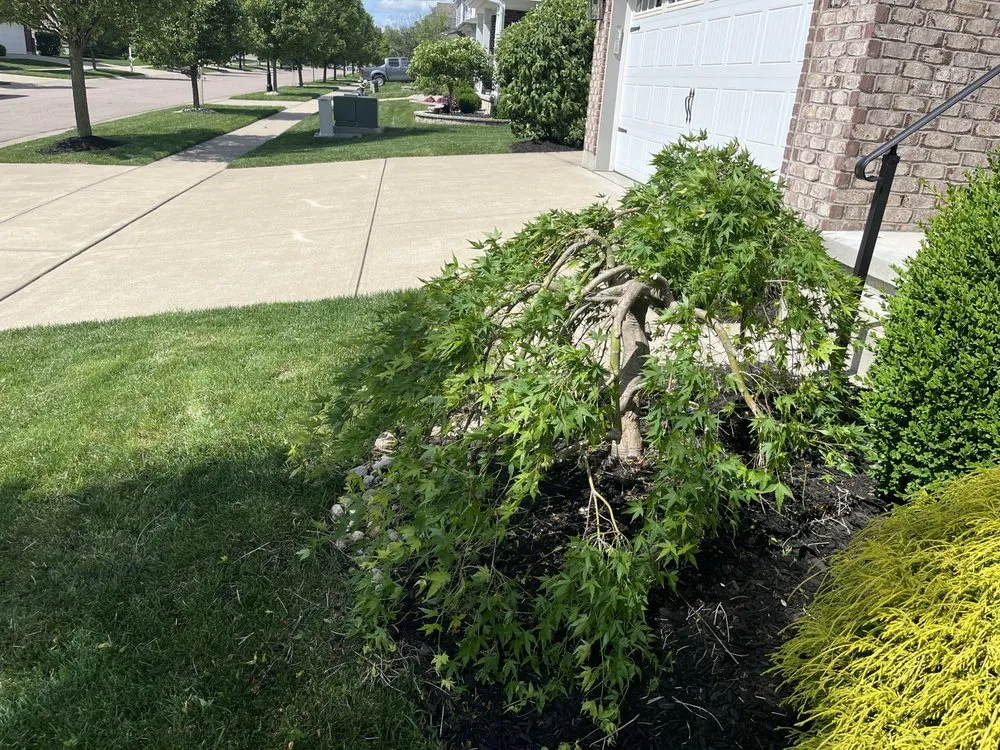 Local landscape design for year-round maintenance in Maineville, OH by The Sculpted Tree