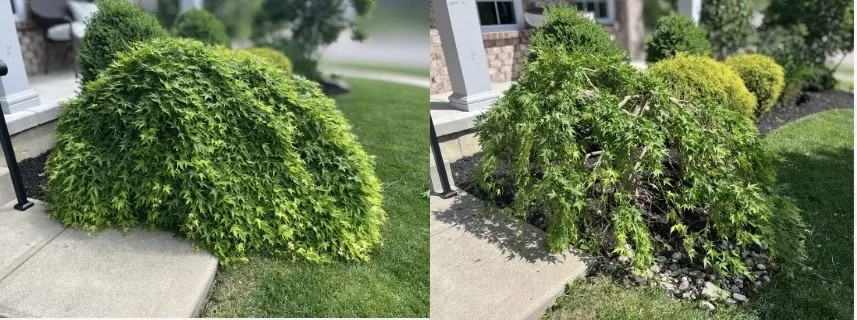 Trusted garden landscaping experts serving Maineville, OH - The Sculpted Tree