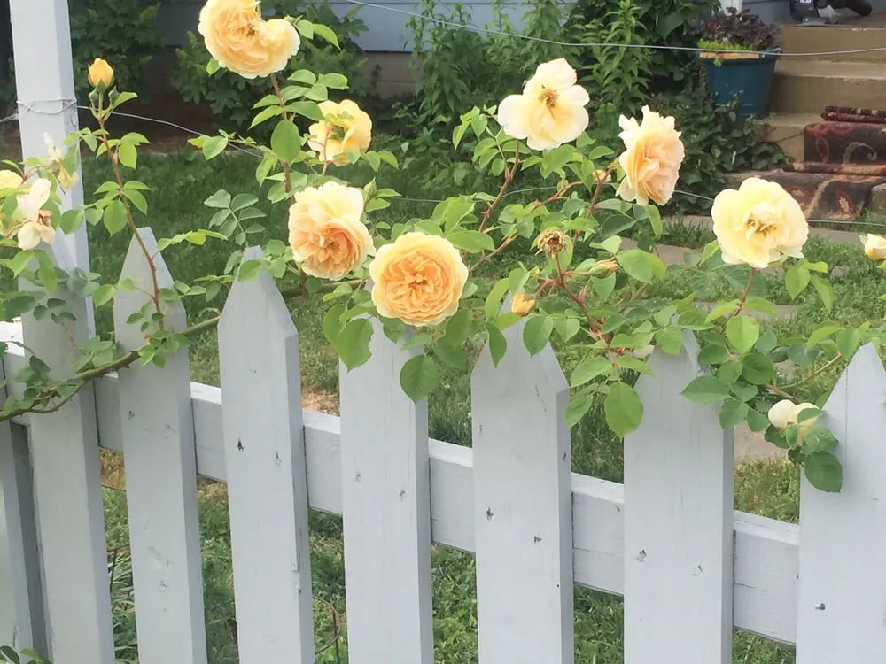 Trusted landscape design in Nashville, TN by The Secret Garden