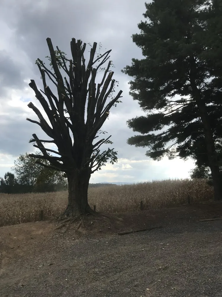 Trusted outdoor landscaping in Waynesboro, VA - The Sharpest Cut Lawn Care