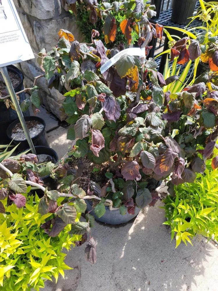 Expert landscape design in Centerville, OH - The Siebenthaler