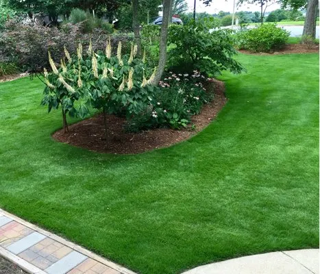 The Sod & Drainage Experts