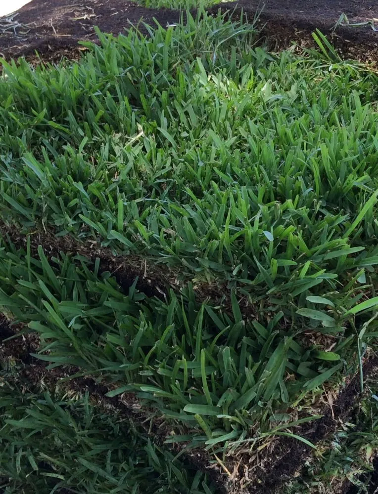 Custom yard maintenance experts serving New Port Richey, FL - The Sod Farm