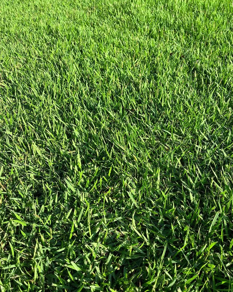 Affordable landscape design experts serving Holly Hill, FL - The Sod Lot