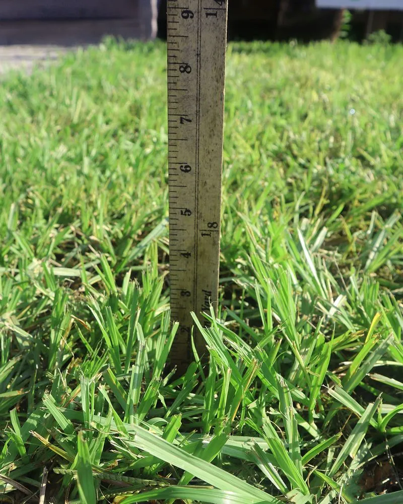 Custom landscape installation for homes across Jacksonville, FL - The Sod Lot