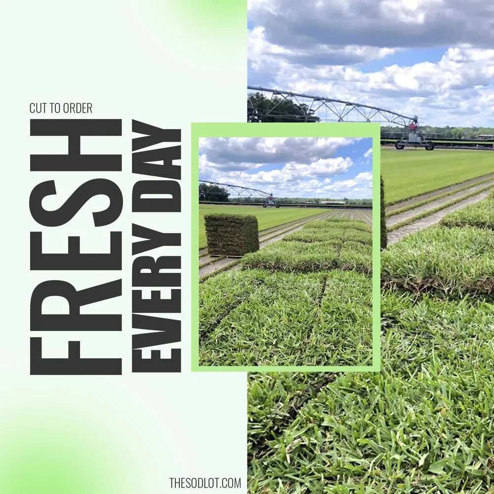 Affordable landscaping services for year-round maintenance in Jacksonville, FL by The Sod Lot