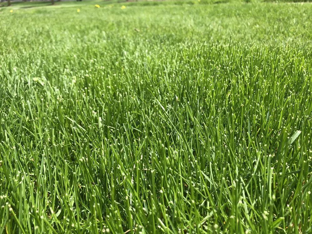 Professional outdoor landscaping for outdoor upgrades in Madison, WI by The Sod Squad - Madison Sod Installers