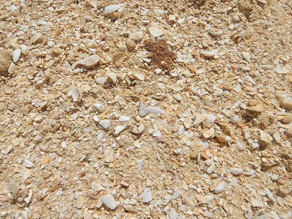 Affordable landscape design for residential properties in Mims, FL by The Sodfather