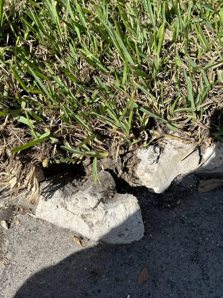 Professional garden landscaping in Pinellas Park, FL by The Sodzilla