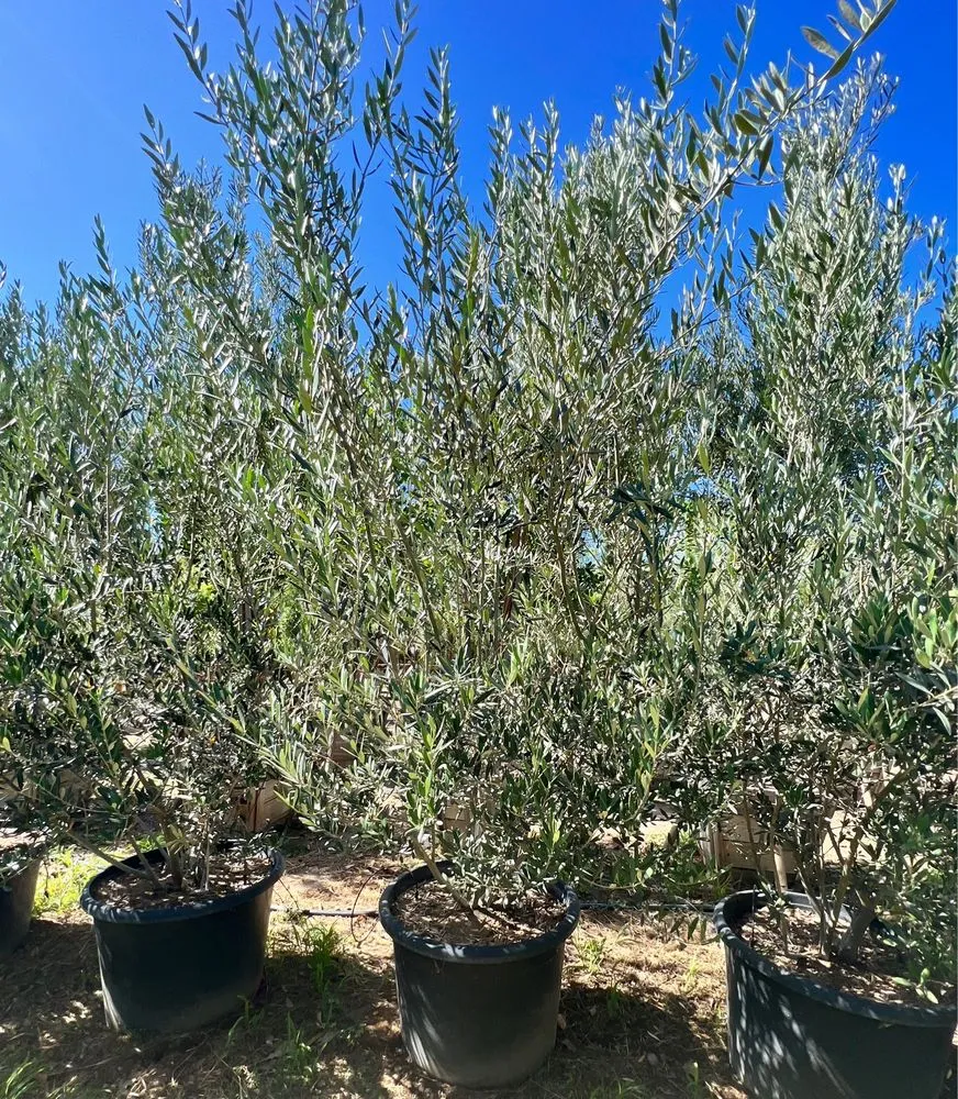 Reliable lawn mowing service in Fillmore, CA by The Standard Design Group Nurseries