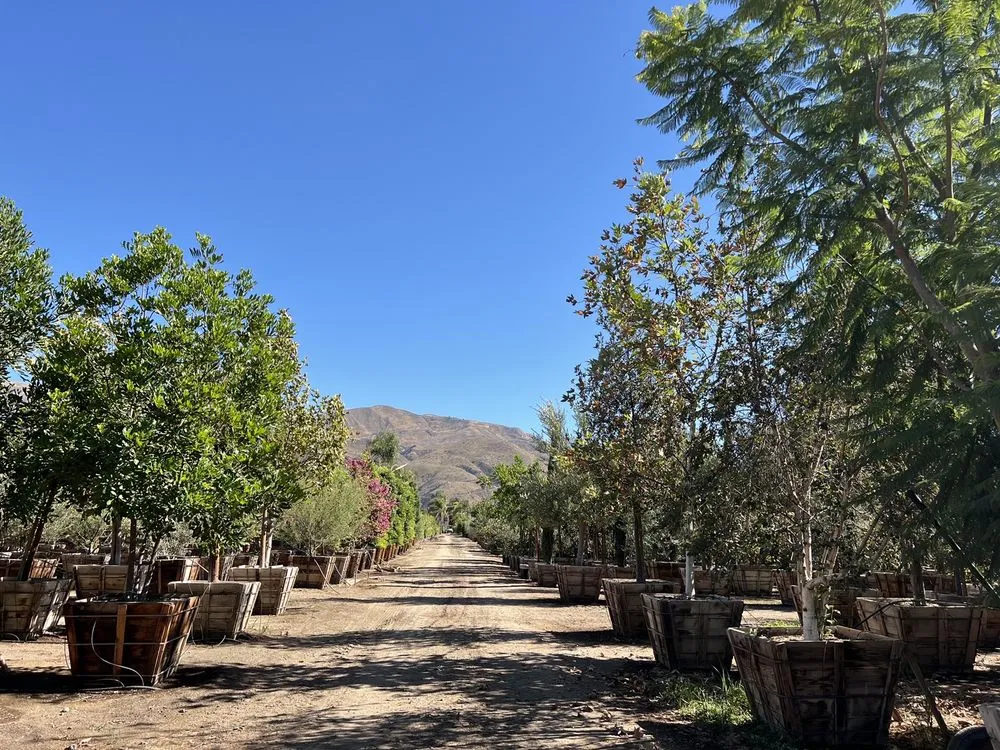 Top-rated landscape installation in Fillmore, CA - The Standard Design Group Nurseries