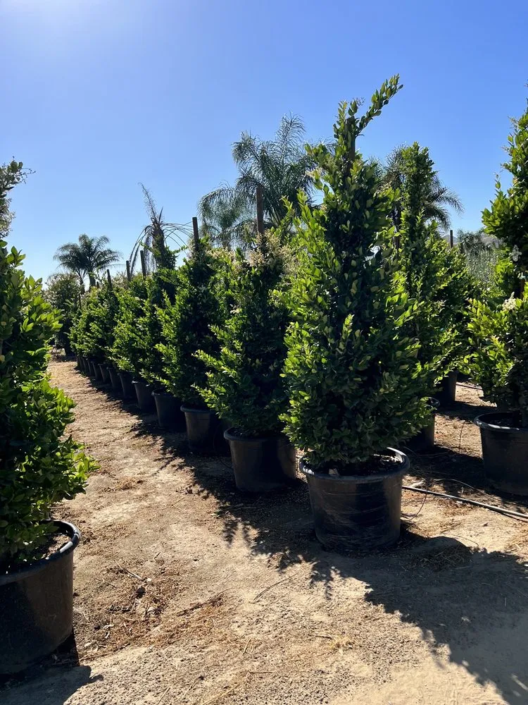 Expert landscape installation for year-round maintenance in Fillmore, CA by The Standard Design Group Nurseries