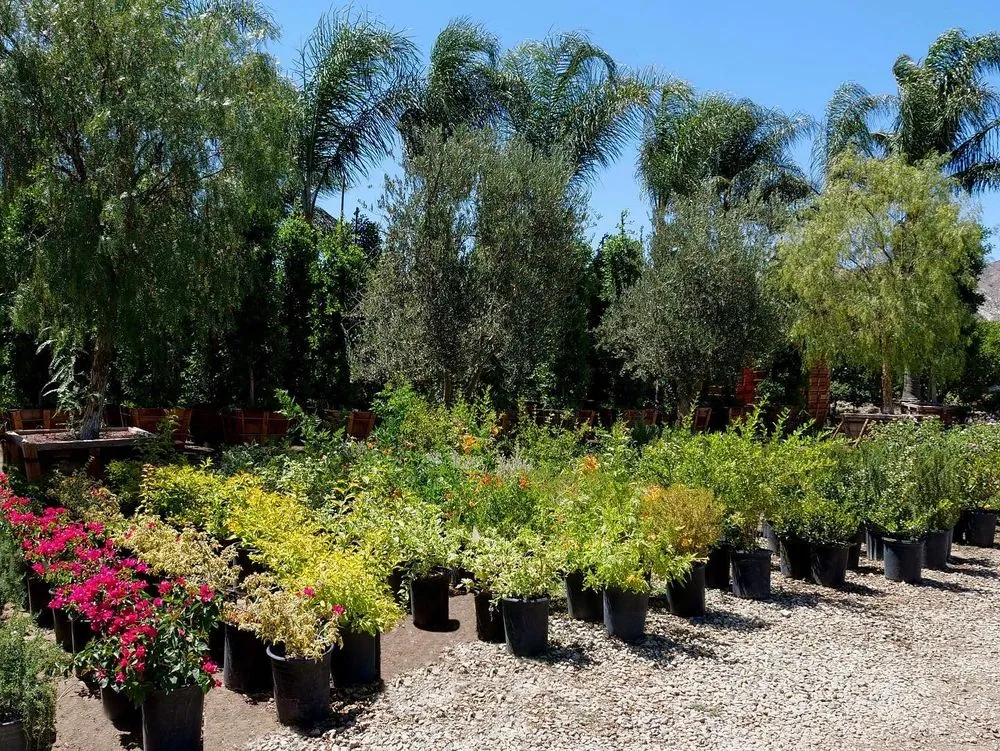 Affordable garden landscaping for outdoor upgrades across Fillmore, CA - The Standard Design Group Nurseries