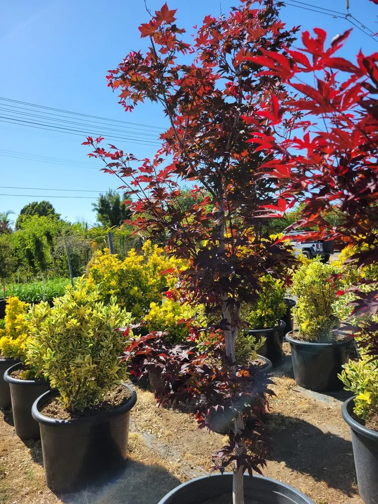 Reliable landscape design in Fillmore, CA by The Standard Design Group Nurseries