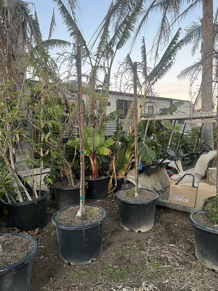 Top-rated garden landscaping in Fillmore, CA by The Standard Design Group Nurseries