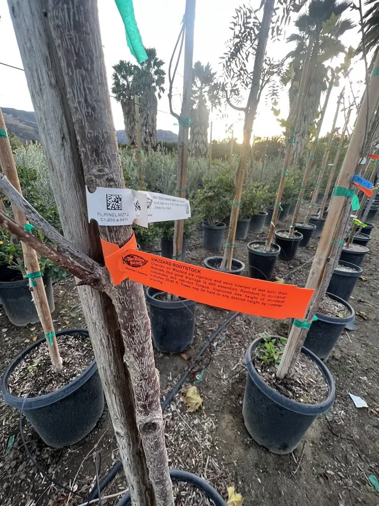 Expert landscaping services experts serving Fillmore, CA - The Standard Design Group Nurseries