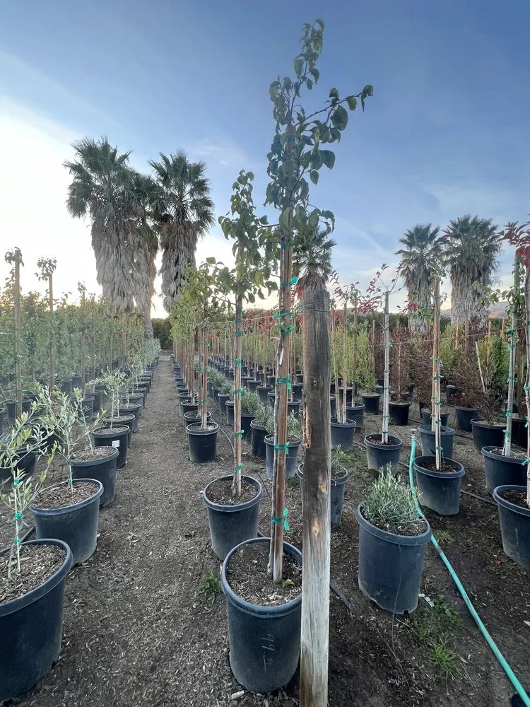 Affordable lawn care service in Fillmore, CA - The Standard Design Group Nurseries