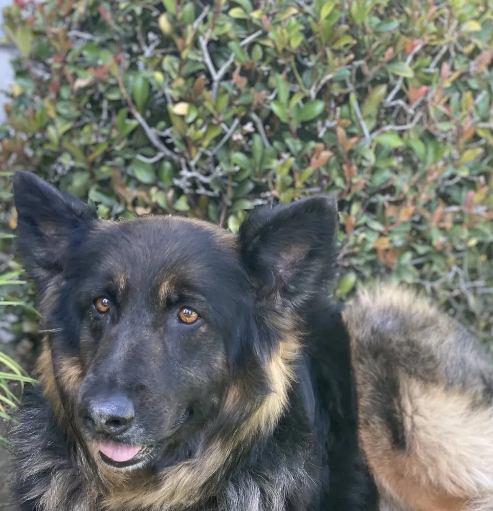 Reliable garden landscaping for year-round maintenance across Fillmore, CA - The Standard Design Group Nurseries