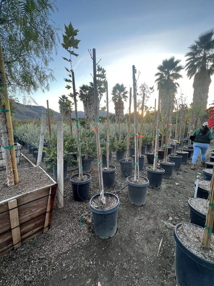 Affordable lawn care service in Fillmore, CA - The Standard Design Group Nurseries