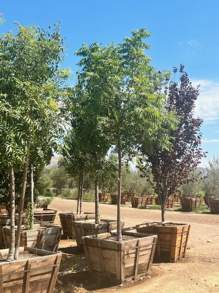 Affordable yard maintenance experts serving Fillmore, CA - The Standard Design Group Nurseries