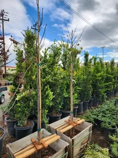 Local garden landscaping for residential properties in Fillmore, CA by The Standard Design Group Nurseries