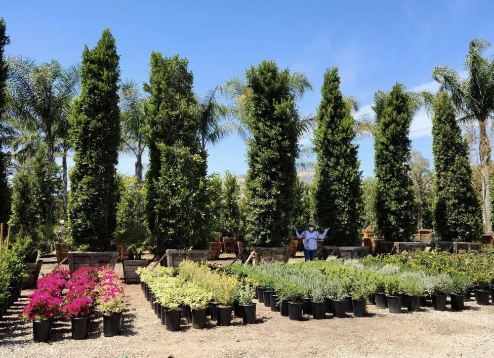 Top-rated yard maintenance experts serving Fillmore, CA - The Standard Design Group Nurseries