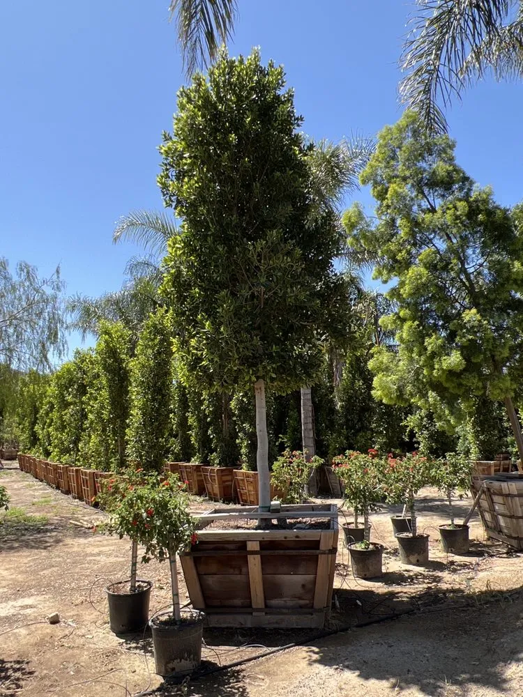 Trusted landscaping services in Fillmore, CA - The Standard Design Group Nurseries