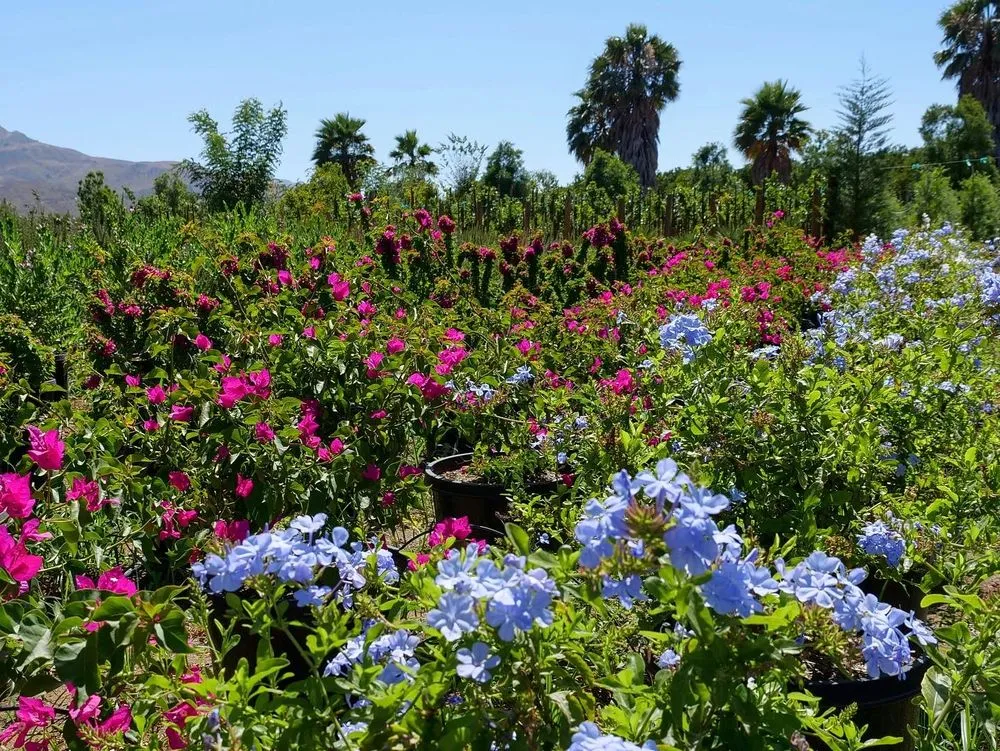 Professional landscape design experts serving Fillmore, CA - The Standard Design Group Nurseries