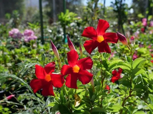 The Standard Design Group Nurseries