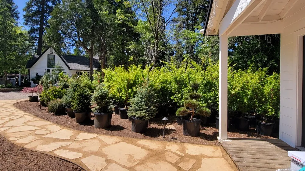 Trusted yard maintenance in Lake Arrowhead, CA by The Standard Design Group Nurseries
