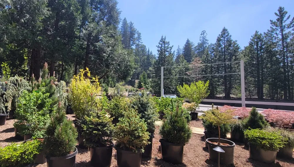 Reliable lawn mowing service in Lake Arrowhead, CA by The Standard Design Group Nurseries