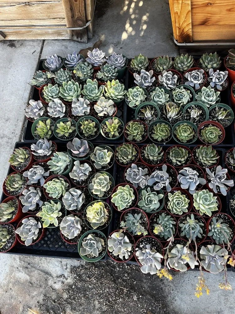 Expert garden landscaping experts serving North Hollywood, CA - The Standard Design Group Nurseries