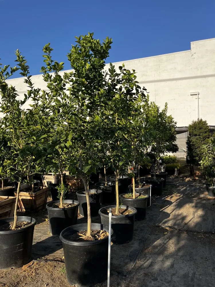 Affordable yard cleanup service with custom design across North Hollywood, CA - The Standard Design Group Nurseries