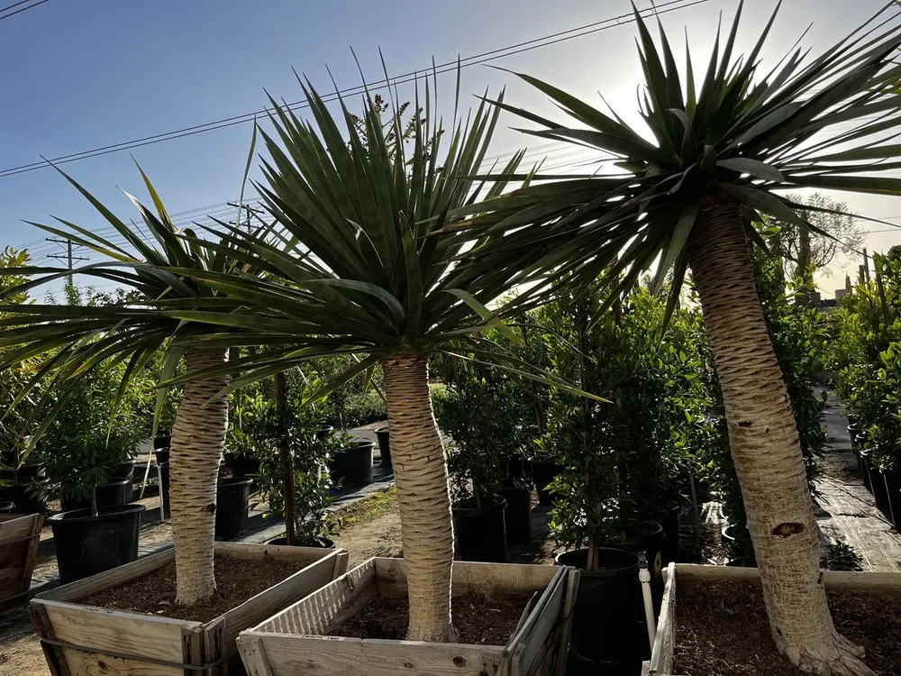 Expert outdoor landscaping for beautiful yards across North Hollywood, CA - The Standard Design Group Nurseries