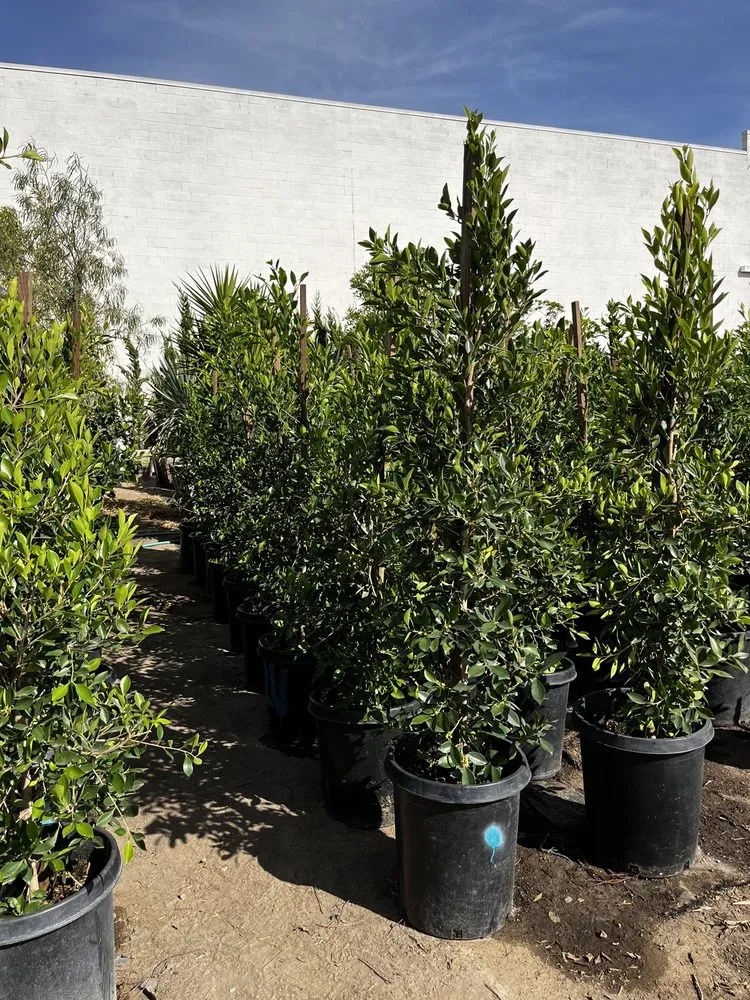 Professional lawn care service in North Hollywood, CA by The Standard Design Group Nurseries