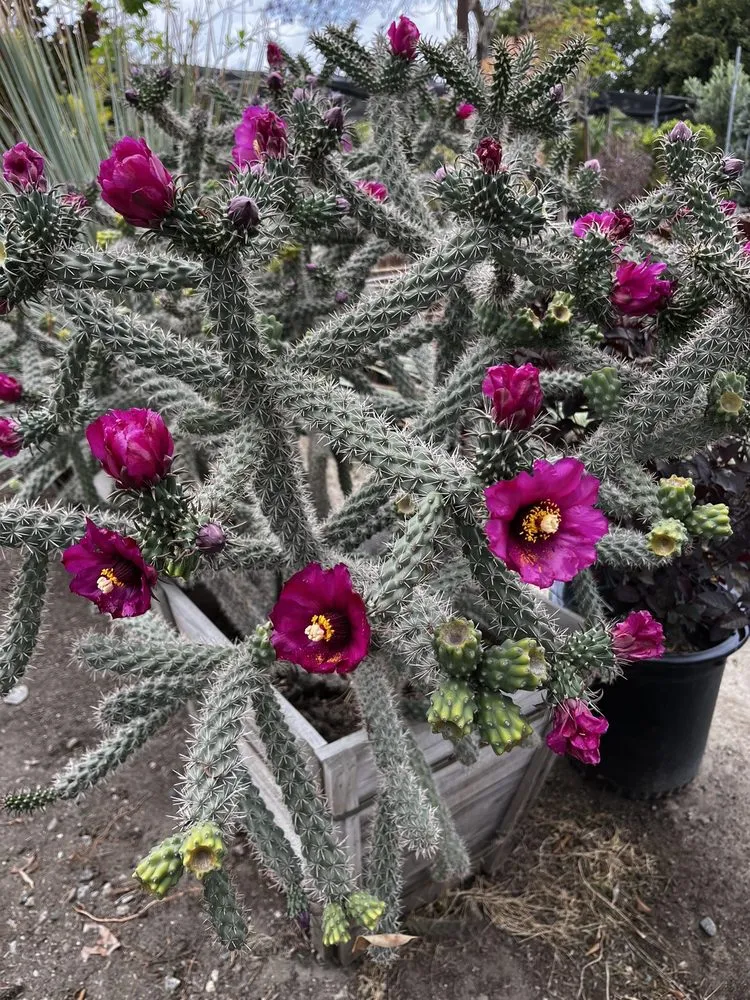 Affordable lawn care service experts serving North Hollywood, CA - The Standard Design Group Nurseries