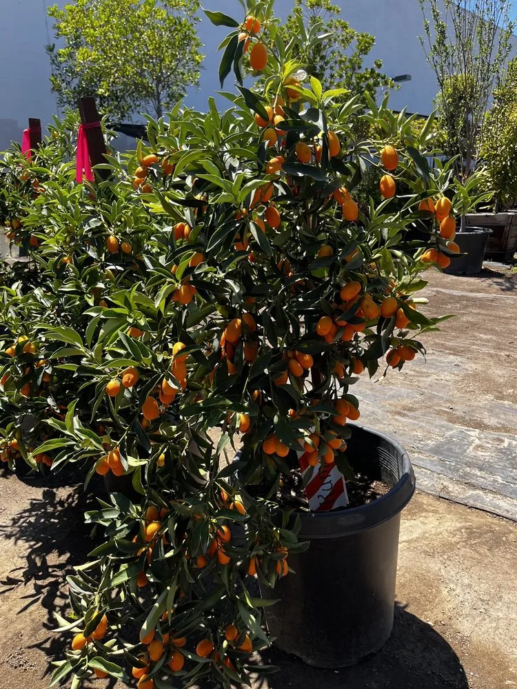 Affordable landscaping services experts serving North Hollywood, CA - The Standard Design Group Nurseries