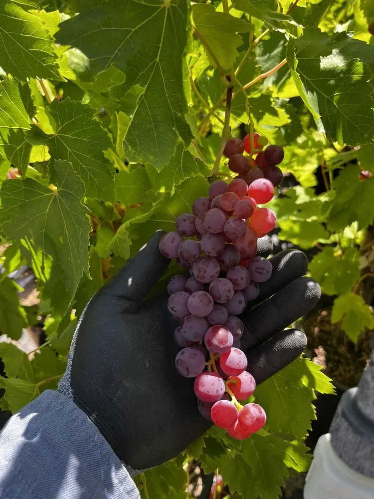 Local residential landscaping experts serving North Hollywood, CA - The Standard Design Group Nurseries