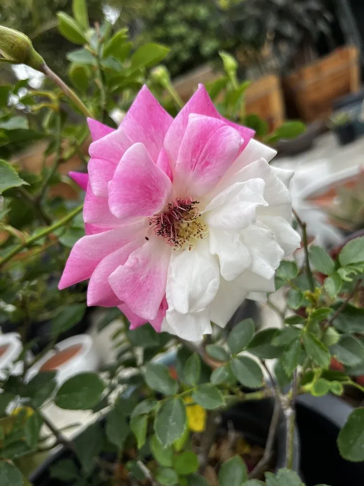 Trusted residential landscaping experts serving North Hollywood, CA - The Standard Design Group Nurseries